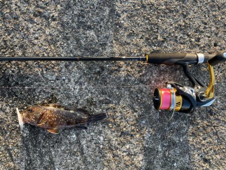 青物撃沈でもライトワインドが熱い！