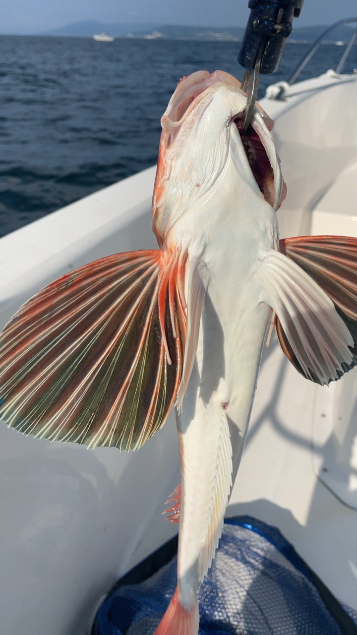 なんとか釣れた！