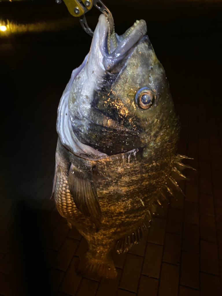 ヘチってきました