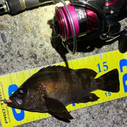 好調続く明石のメバリング