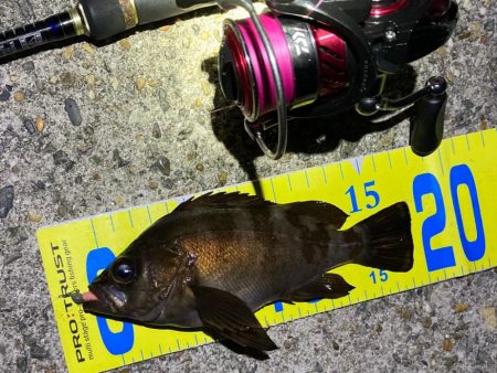 好調続く明石のメバリング