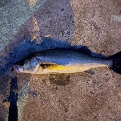 最近、バラしてばかり