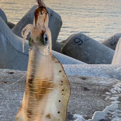 春イカ？夏イカ