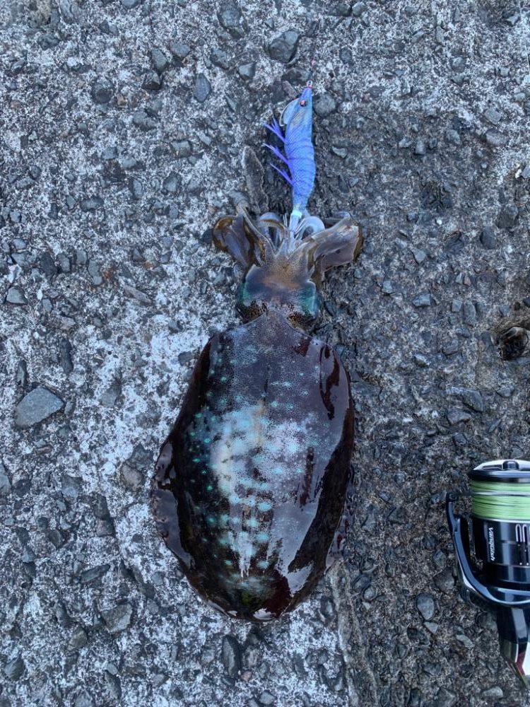 日中は猛暑でも朝方は快適