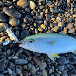 ジャックアイ豆マキマキでシオ連発