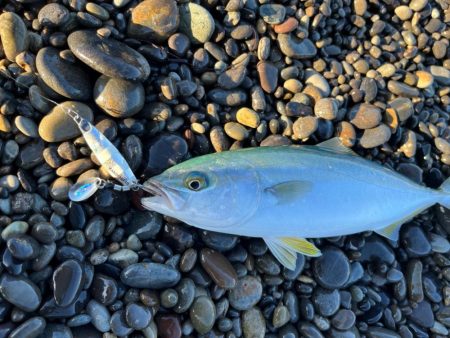 ジャックアイ豆マキマキでシオ連発