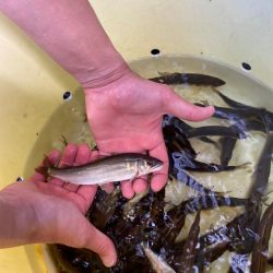 安曇川、広瀬地区