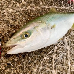 1ヶ月以上振りのハマチゲットにゃー!!