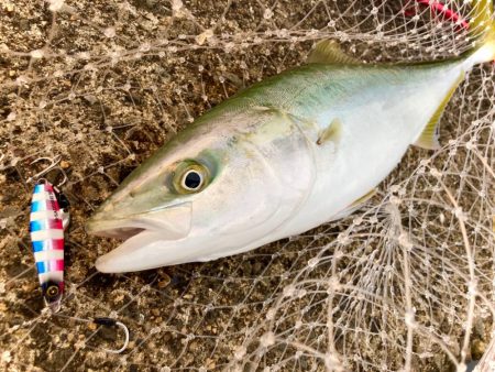 1ヶ月以上振りのハマチゲットにゃー!!