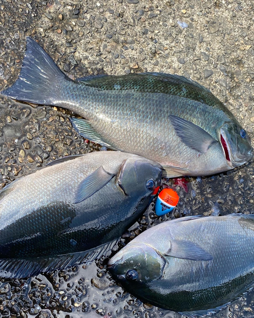 釣研FG和歌山県支部親睦磯釣り大会