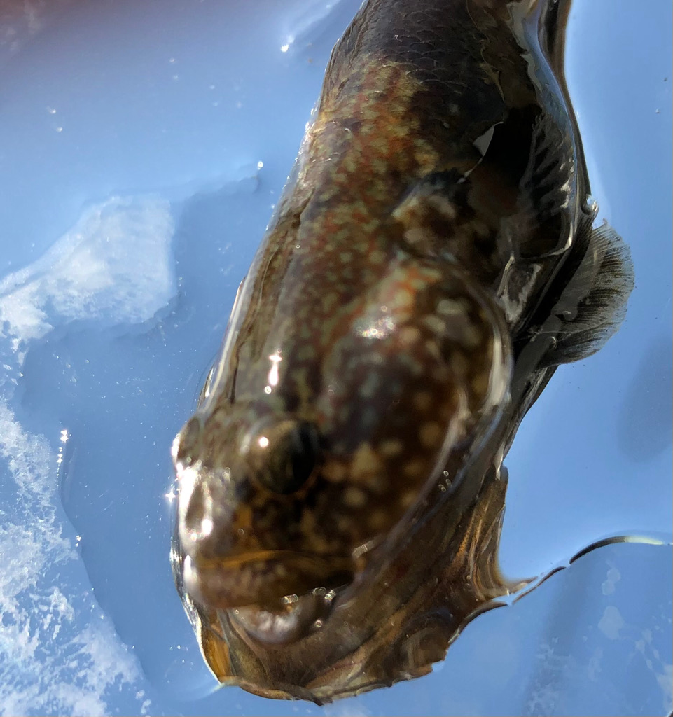 ハゼ釣り三昧(^ ^)