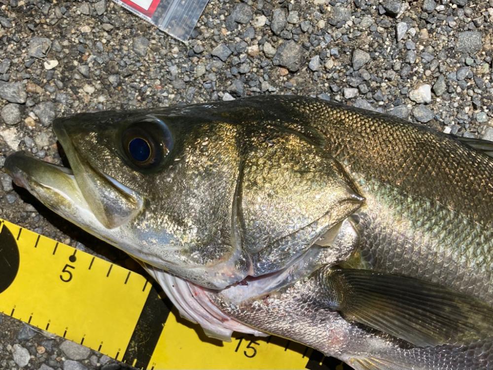 シーバスフィッシング