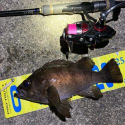 いいサイズ揃いました