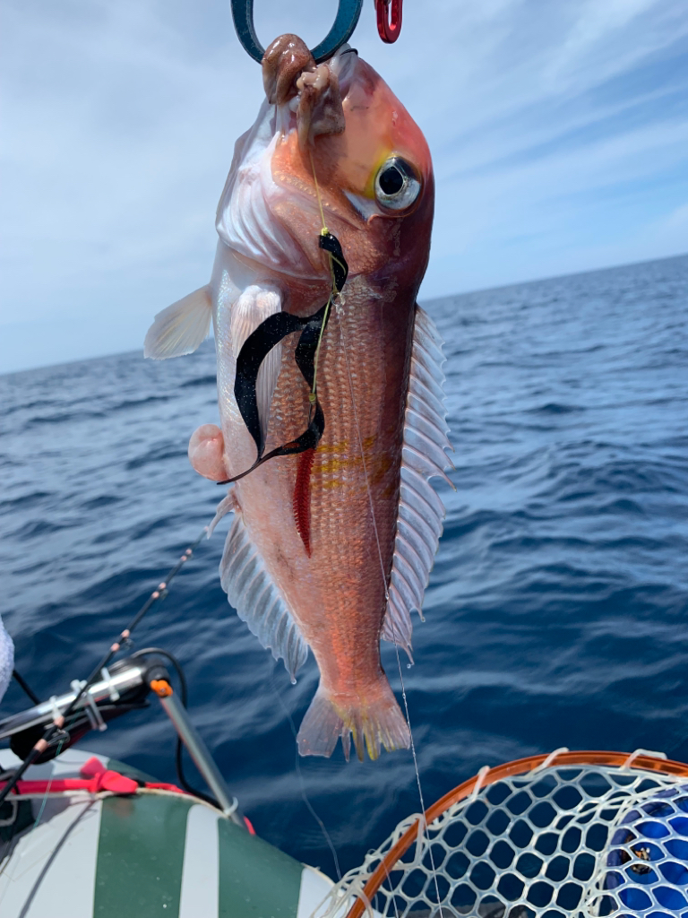 マイボートでいつものアマダイ釣行！