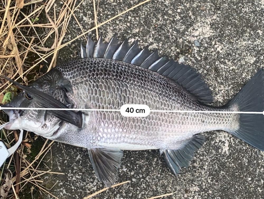 チニング開拓成功！！大満足すぎる49センチ！