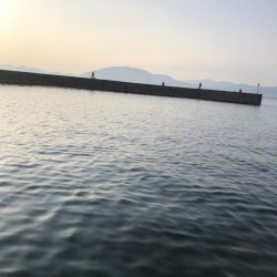 アオリイカは何処へ