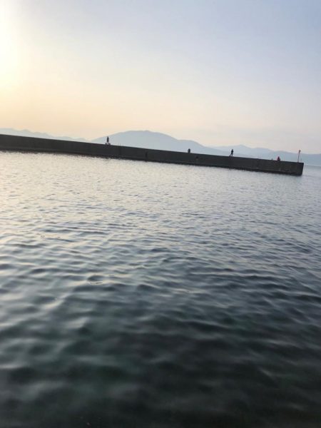 アオリイカは何処へ