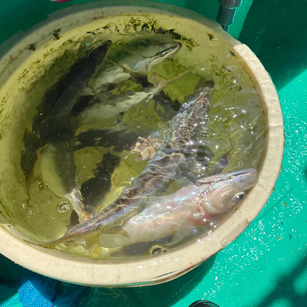 泉州丸さんでアジ五目釣り
