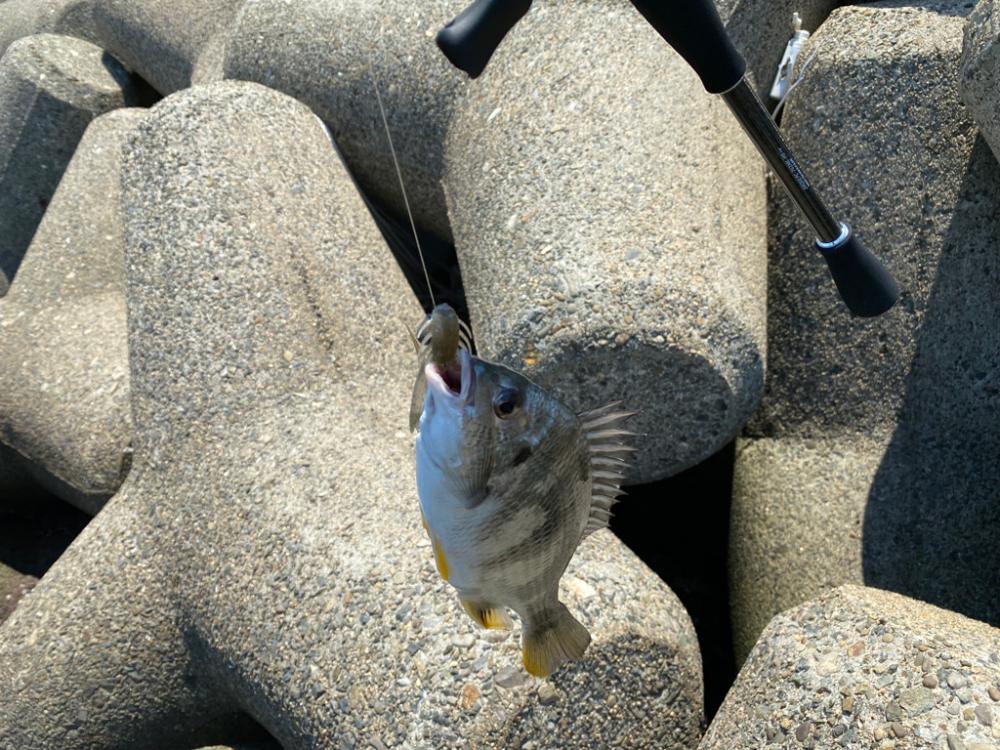 真夏のチニング