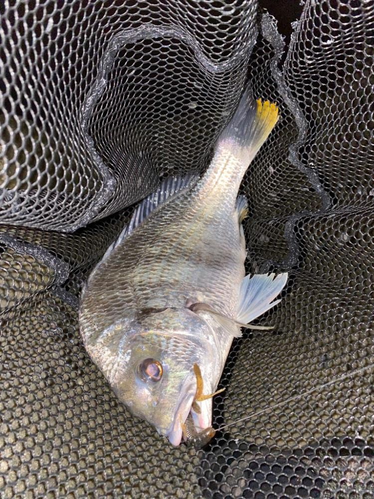 薄まってきたカフェオレチニング