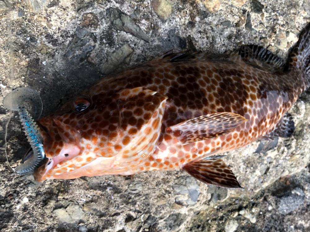 ロックフィッシュとハガツオ