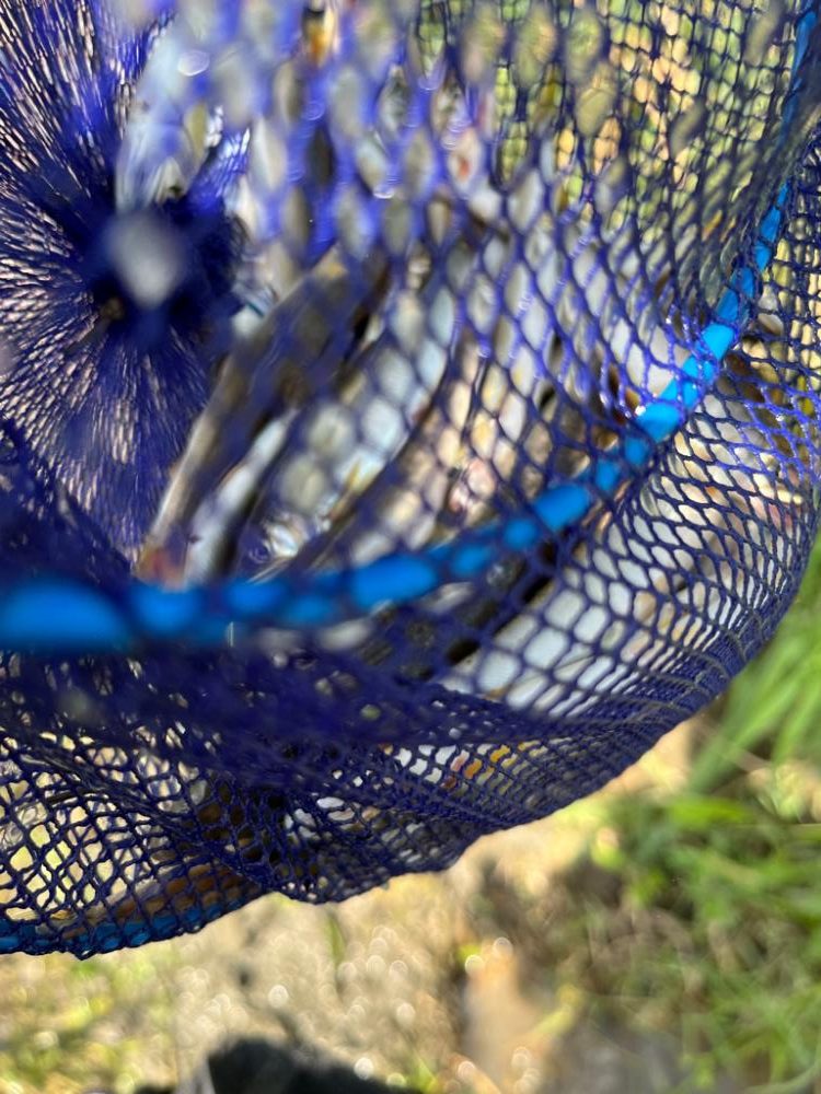 コアユ、ニゴイ、ハス