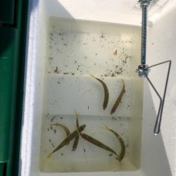 小魚とのんびり