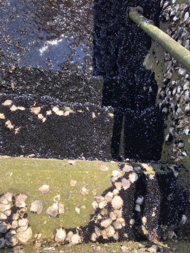 ショアジギからのヘチ