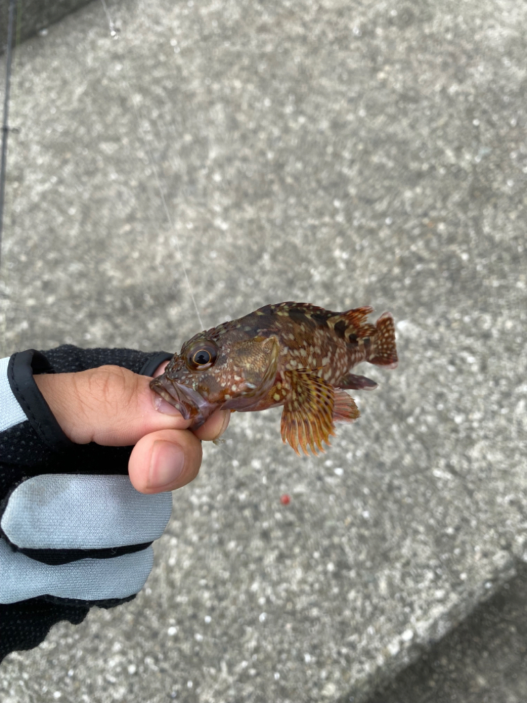 大蔵海岸青物調査