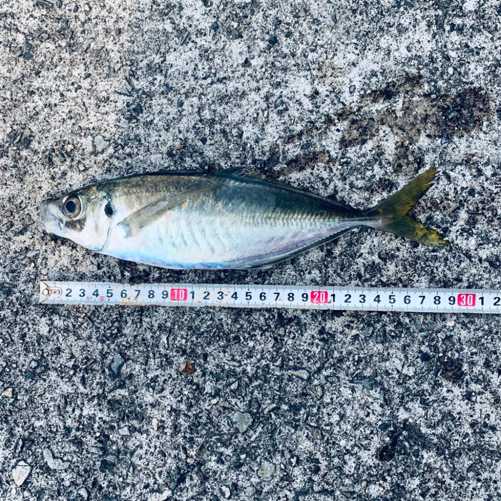 釣座は大事!尺たらずアジ