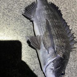 落とし込み釣り