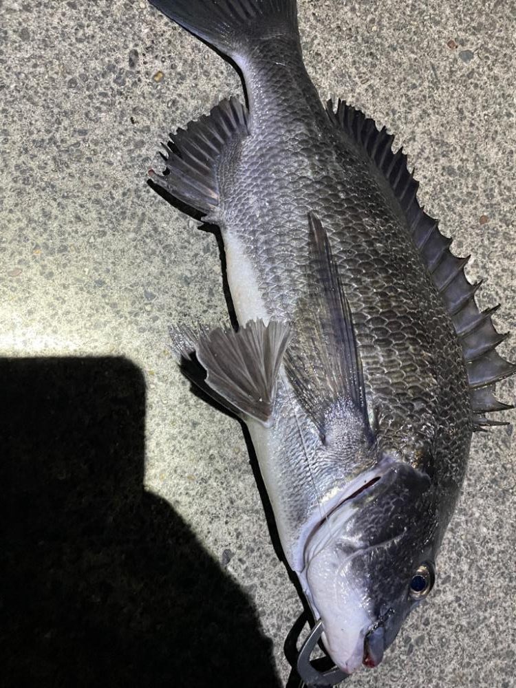 落とし込み釣り