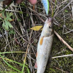 渓流ルアーフィッシング