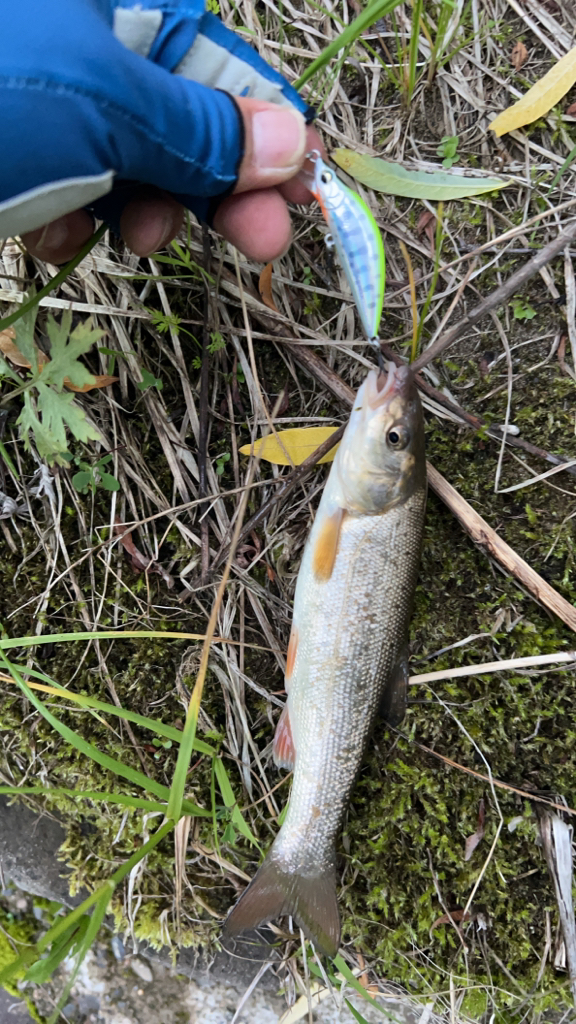 渓流ルアーフィッシング