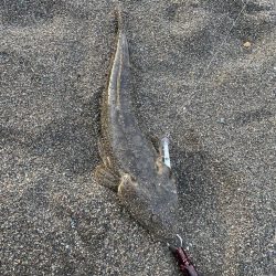 虹ヶ浜でマゴチ