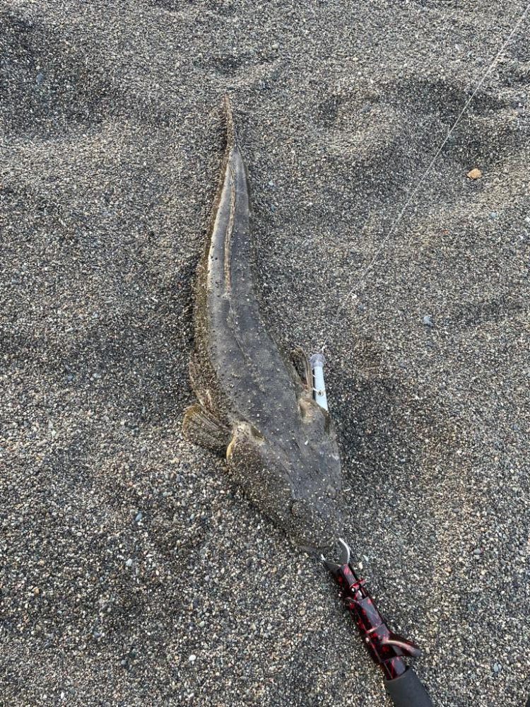 虹ヶ浜でマゴチ