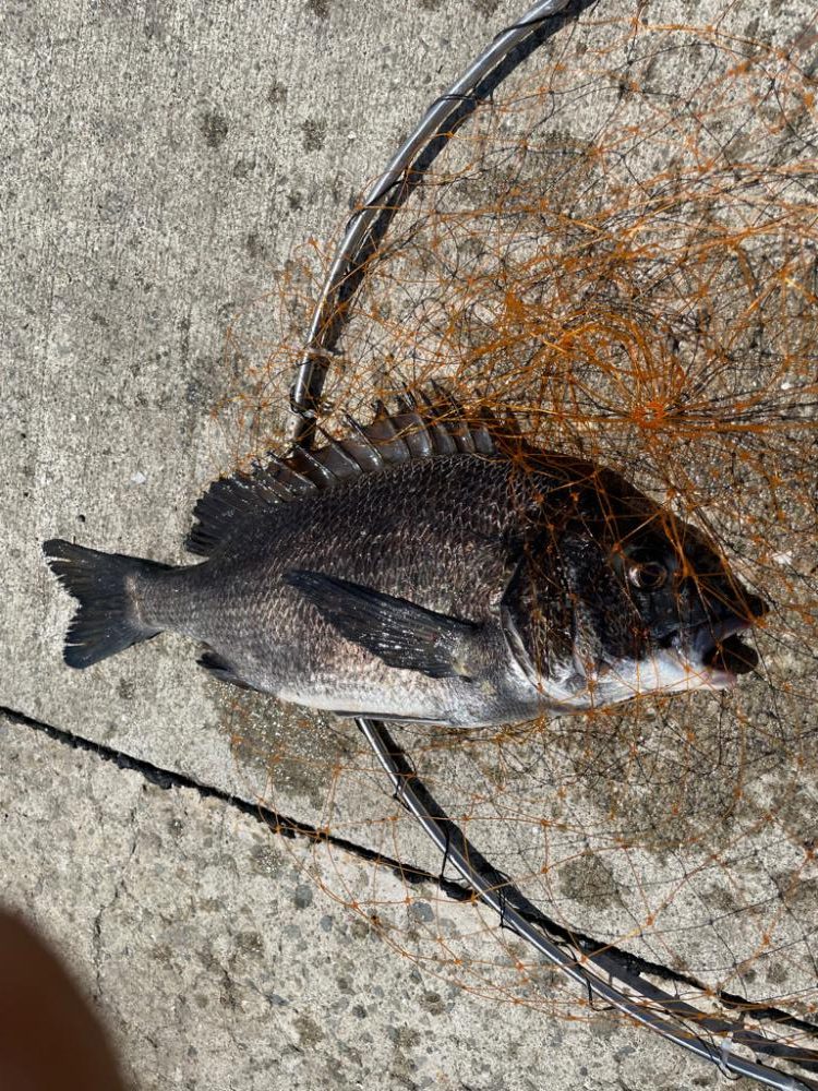 波止フカセでチヌ。