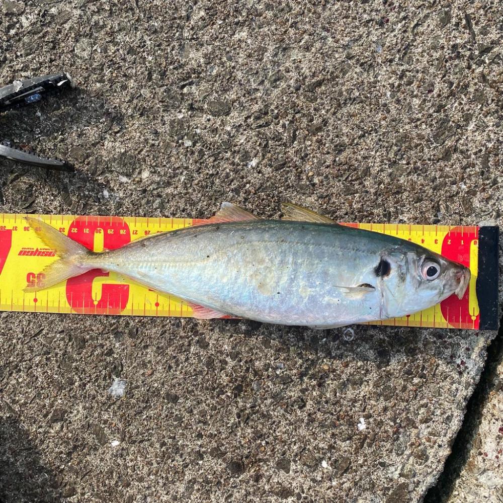 尺アジ　アコウ