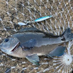 豆マキマキ＋ジグサビキでシオゲットにゃー！