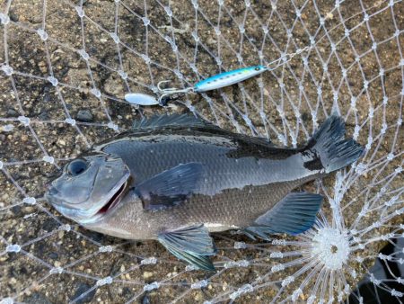 豆マキマキ＋ジグサビキでシオゲットにゃー！