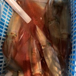 ２９日マイカ半夜便