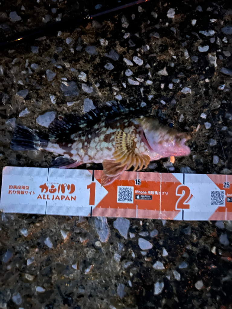 ガシラはライトリグが面白い