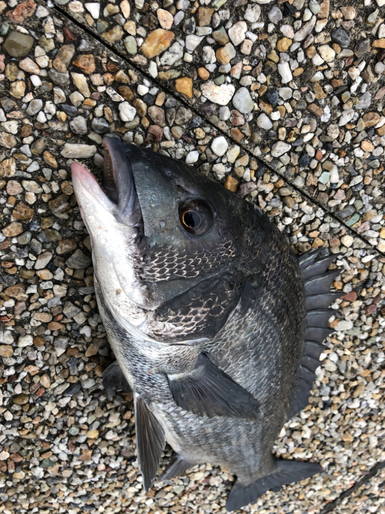 雨が降るまでの短時間釣行
