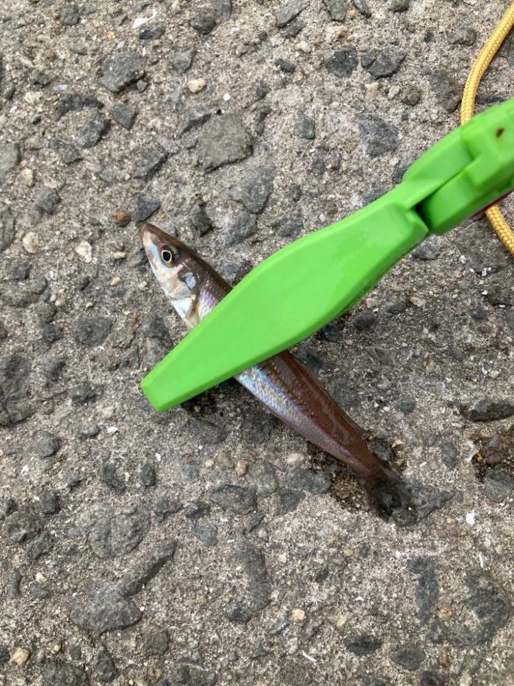 ちょい投げ釣り