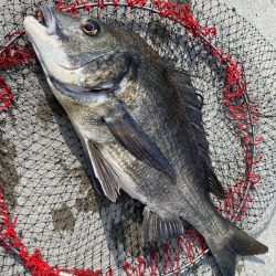 名古屋港落とし込み黒鯛！