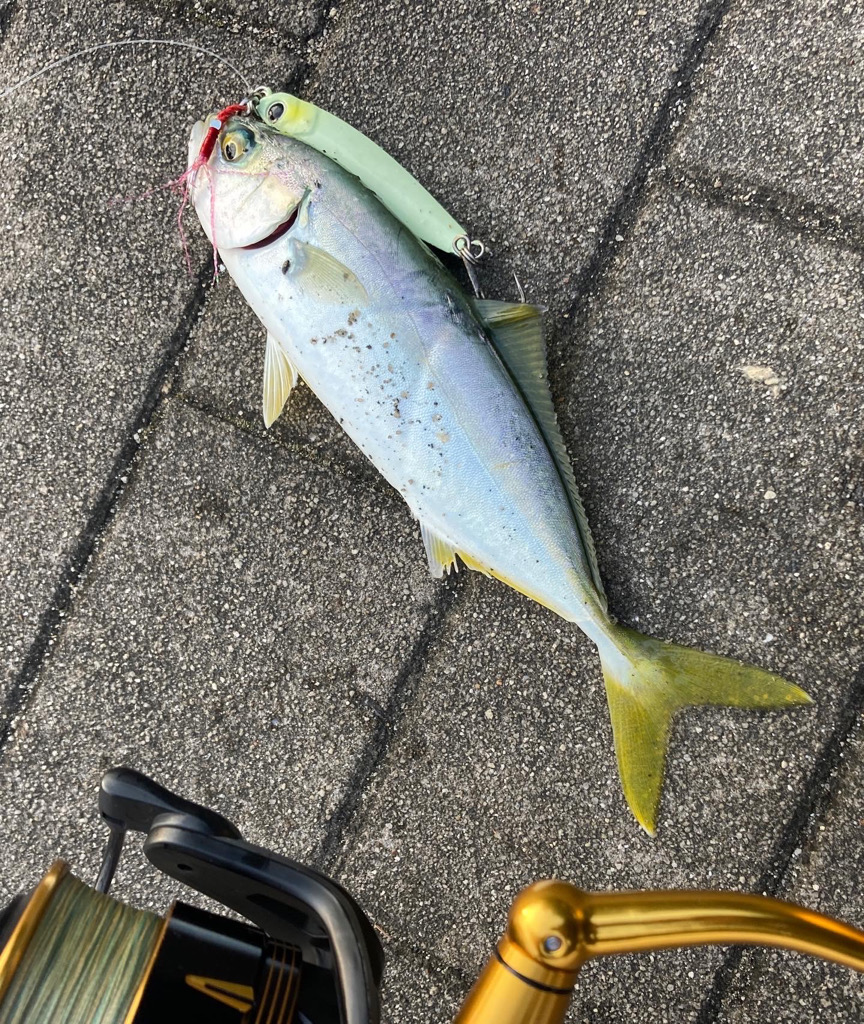 一瞬のツバス祭り。。。