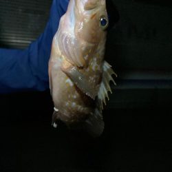 餌釣り&エギング！