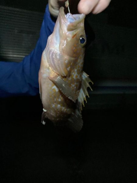 餌釣り&エギング！