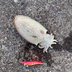 出勤前エギング