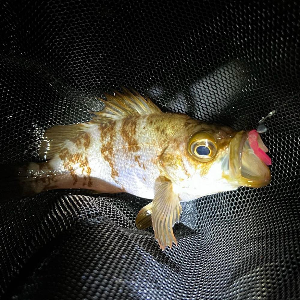 岩屋でラストメバル!